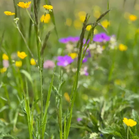 Grande Maison Du Coeur Spa,gym E Aree Relax Champoluc