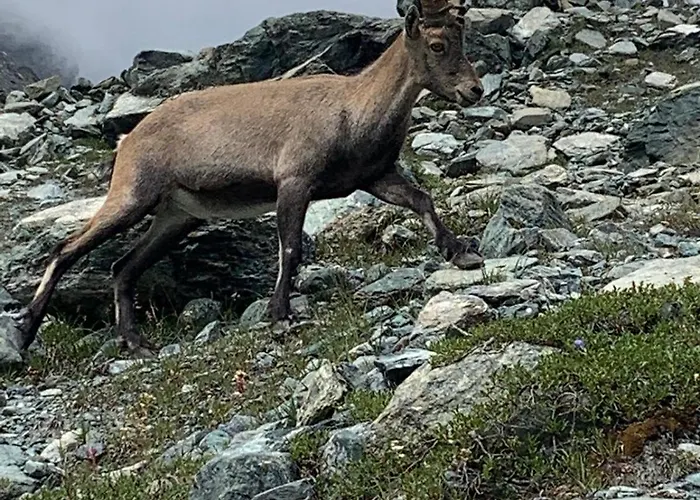 Grande Maison Du Coeur Spa,gym E Aree Relax 公寓