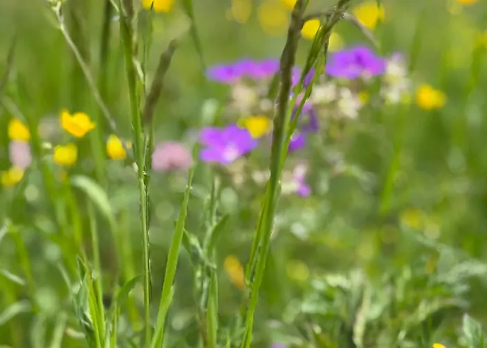 Grande Maison Du Coeur Spa,gym E Aree Relax 尚波吕克